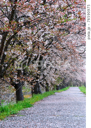 【兵庫県 三木市】桜散る桜並木 76590975