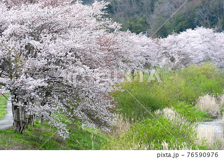 【兵庫県 三田市】さくら並木の川べり 76590976