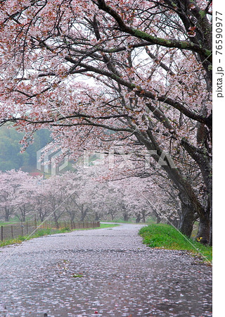 【兵庫県 三木市】桜散る桜並木 76590977