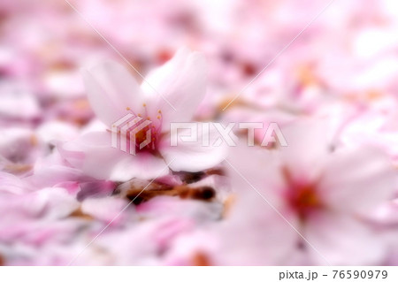 【兵庫県 神戸市】散る桜と花びらの絨毯 76590979