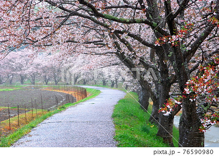 【兵庫県 三木市】桜散るさくら並木 76590980