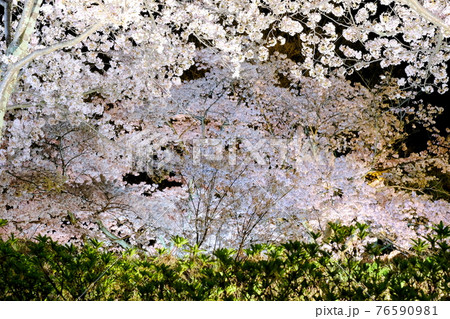 【兵庫県 神戸市】夜桜のライトアップ 76590981