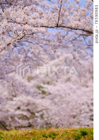 【兵庫県 三神戸市】見ごろの桜 76590983