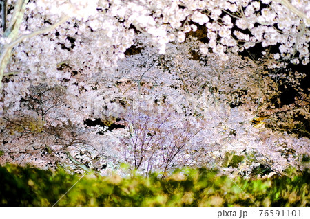 【兵庫県 神戸市】夜桜のライトアップ 76591101