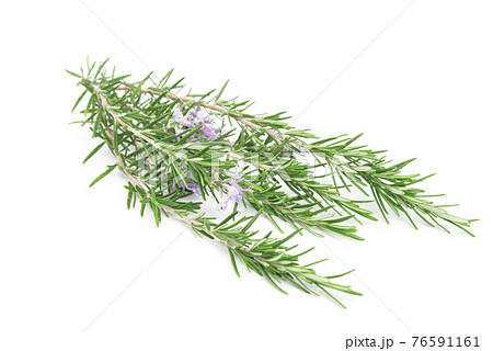 Rosemary sprig flowering isolated on white background. Aromatic evergreen shrub 76591161
