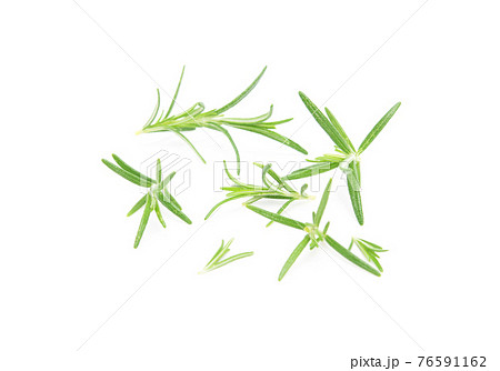 Rosemary sprig flowering isolated on white background. Aromatic evergreen shrub Rosemary sprig flowering isolated on white background. Aromatic evergreen shrub 76591162