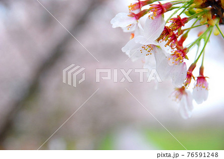 【兵庫県 三木市】桜散るさくら並木 76591248