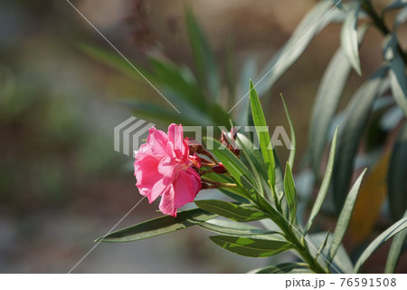 Blooming Pink Oleander flowers (Oleander Nerium)on a blurred background. 76591508