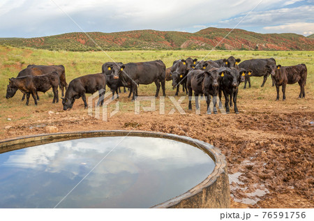 Open range cattle in Colorado 76591756