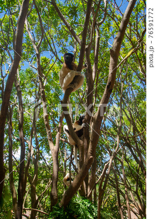 マダガスカルのカンムリシファカ (Crowned sifaka) マダガスカルのカンムリシファカ (Crowned sifaka) 76591772