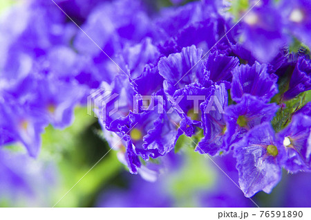 紫色のスターチスのクローズアップ写真です学名はLimonium sinuatumです。 76591890