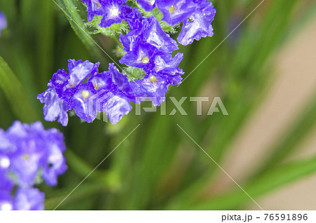 紫色のスターチスのクローズアップ写真です学名はLimonium sinuatumです。 紫色のスターチスのクローズアップ写真です学名はLimonium sinuatumです。 76591896