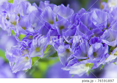 紫色のスターチスのクローズアップ写真です学名はLimonium sinuatumです。 76591897