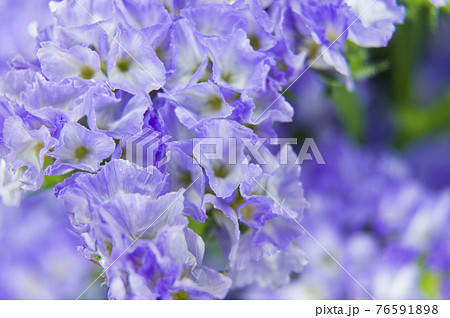 紫色のスターチスのクローズアップ写真です学名はLimonium sinuatumです。 紫色のスターチスのクローズアップ写真です学名はLimonium sinuatumです。 76591898