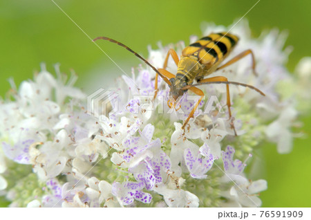 ハナカマキリ ハナカマキリ 76591909