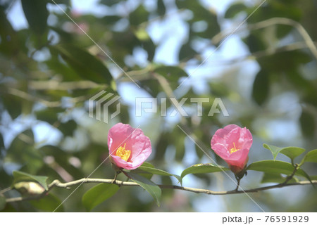 乙女椿 乙女椿 76591929