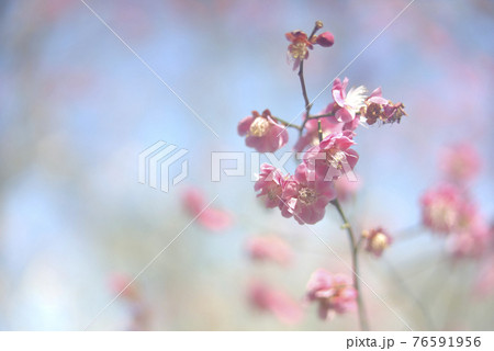 梅の花	 76591956
