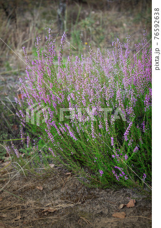 Bush heather in a forest glade Bush heather in a forest glade 76592638