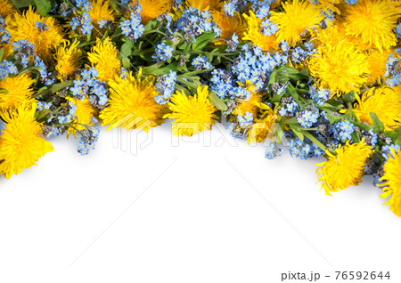 Dandelions and me-nots on white background Dandelions and me-nots on white background 76592644
