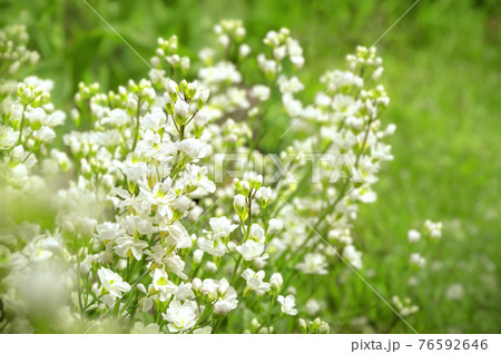 White arabis caucasica flowers White arabis caucasica flowers 76592646