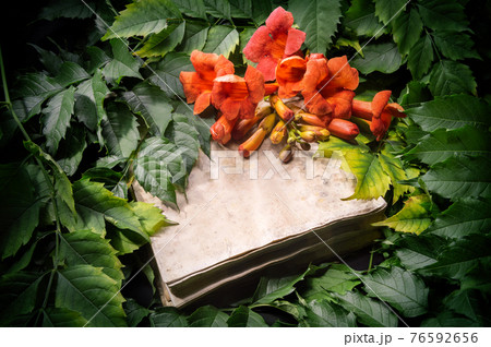 Campsis radicans flowers on old open book Campsis radicans flowers on old open book 76592656