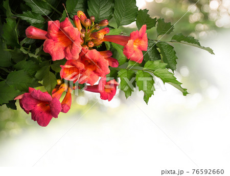 Campsis radicans flowers isolated on white background 76592660