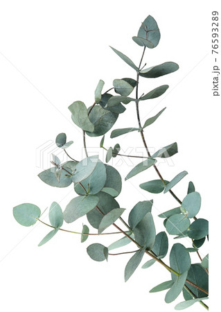 Beautiful eucalyptus branch isolated on white background Beautiful eucalyptus branch isolated on white background 76593289