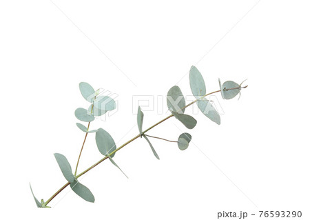 Beautiful eucalyptus branch isolated on white background Beautiful eucalyptus branch isolated on white background 76593290