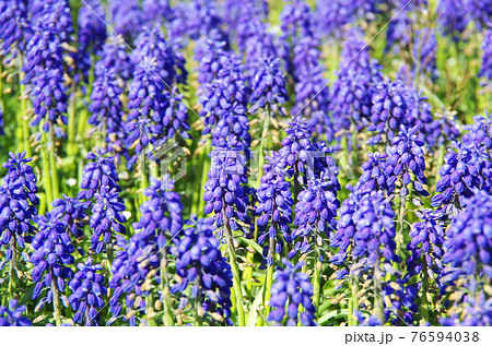 品種 アルメニアカム 鮮やかな青紫色の花びらのムスカリの写真素材