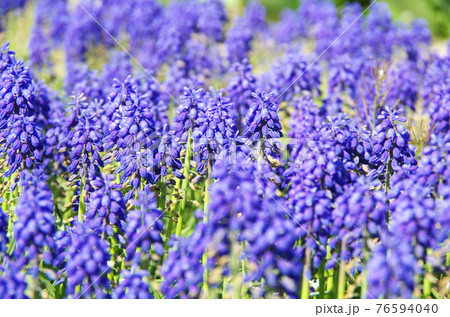 【品種：アルメニアカム】鮮やかな青紫色の花びらのムスカリ 76594040