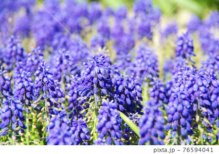 【品種：アルメニアカム】鮮やかな青紫色の花びらのムスカリ 76594041