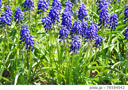 品種 アルメニアカム 鮮やかな青紫色の花びらのムスカリの写真素材