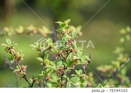 ユスラウメの若い実 76594103