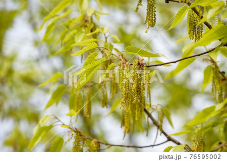 クヌギの花と若葉 ドングリの木 の写真素材