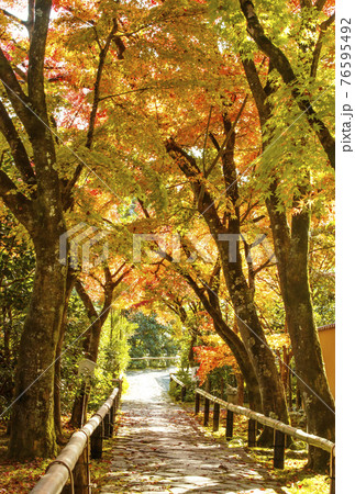 光悦寺の紅葉　京都の紅葉の名所　石畳の参道　紅葉の人気スポット 76595492