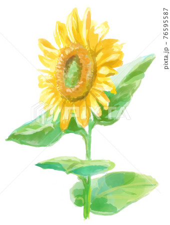 元気に咲くひまわりの水彩画 76595587