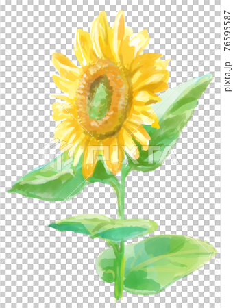 元気に咲くひまわりの水彩画 76595587