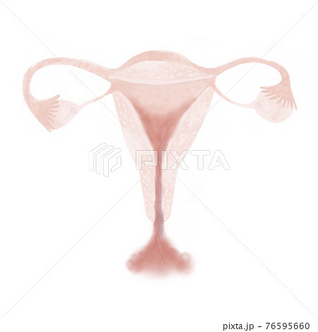 Female reproductive system. Isolated illustration on a white background. 76595660