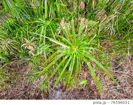 papyrus plant close up papyrus plant close up 76596031