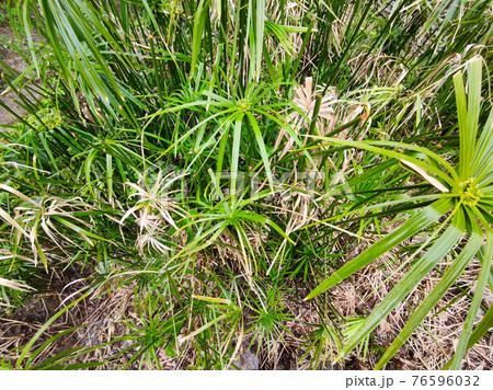 papyrus plant close up papyrus plant close up 76596032