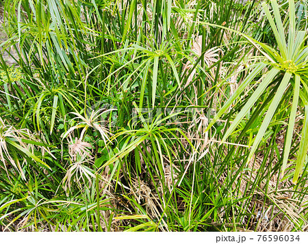 papyrus plant close up 76596034