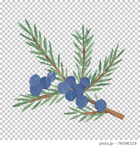 Juniper hand-drawn illustration - Stock Illustration [76596328] - PIXTA