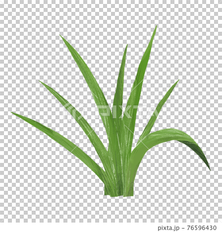 Citronella hand-drawn illustration 76596430