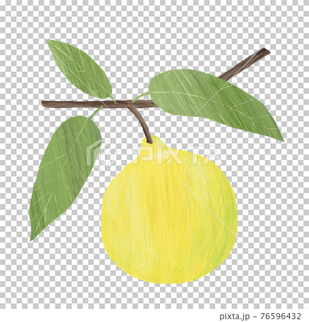 佛手柑手繪插圖 76596432