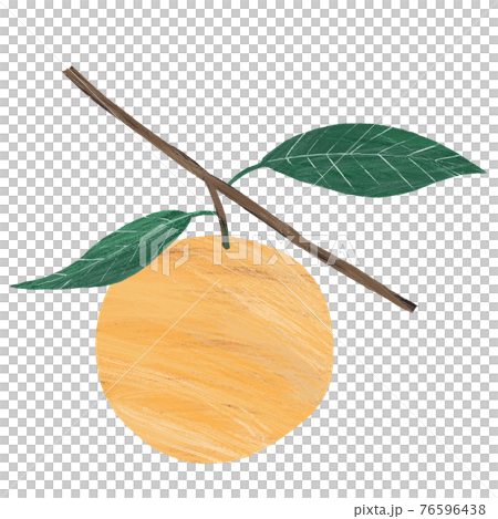甜橙手繪插圖 76596438