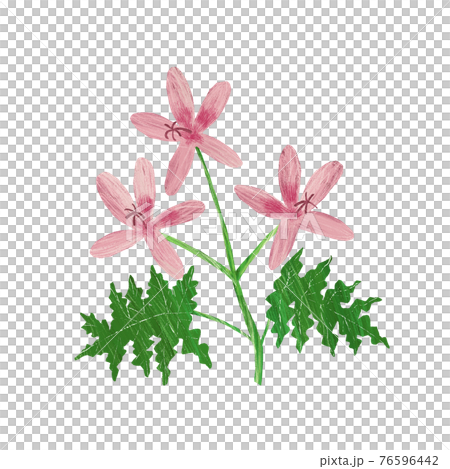 ゼラニウム 手描きイラストのイラスト素材