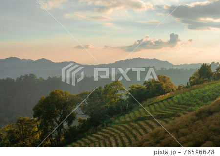 mountain view with sunrise and tea field background mountain view with sunrise and tea field background 76596628