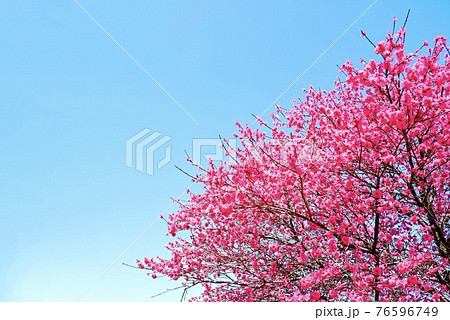 空と菊桃 76596749