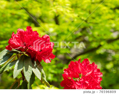 情緒豊かな春の門前町周辺の景色 美しいシャクナゲと新緑 情緒豊かな春の門前町周辺の景色 美しいシャクナゲと新緑 76596809
