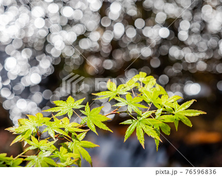 情緒豊かな春の門前町周辺の景色　朝日に輝く水面と新緑のモミジ 76596836